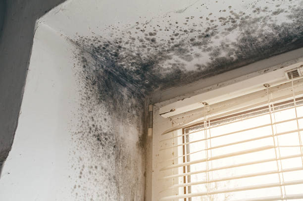 Affordable Mold Cleanup solutions in Port Matilda, PA
